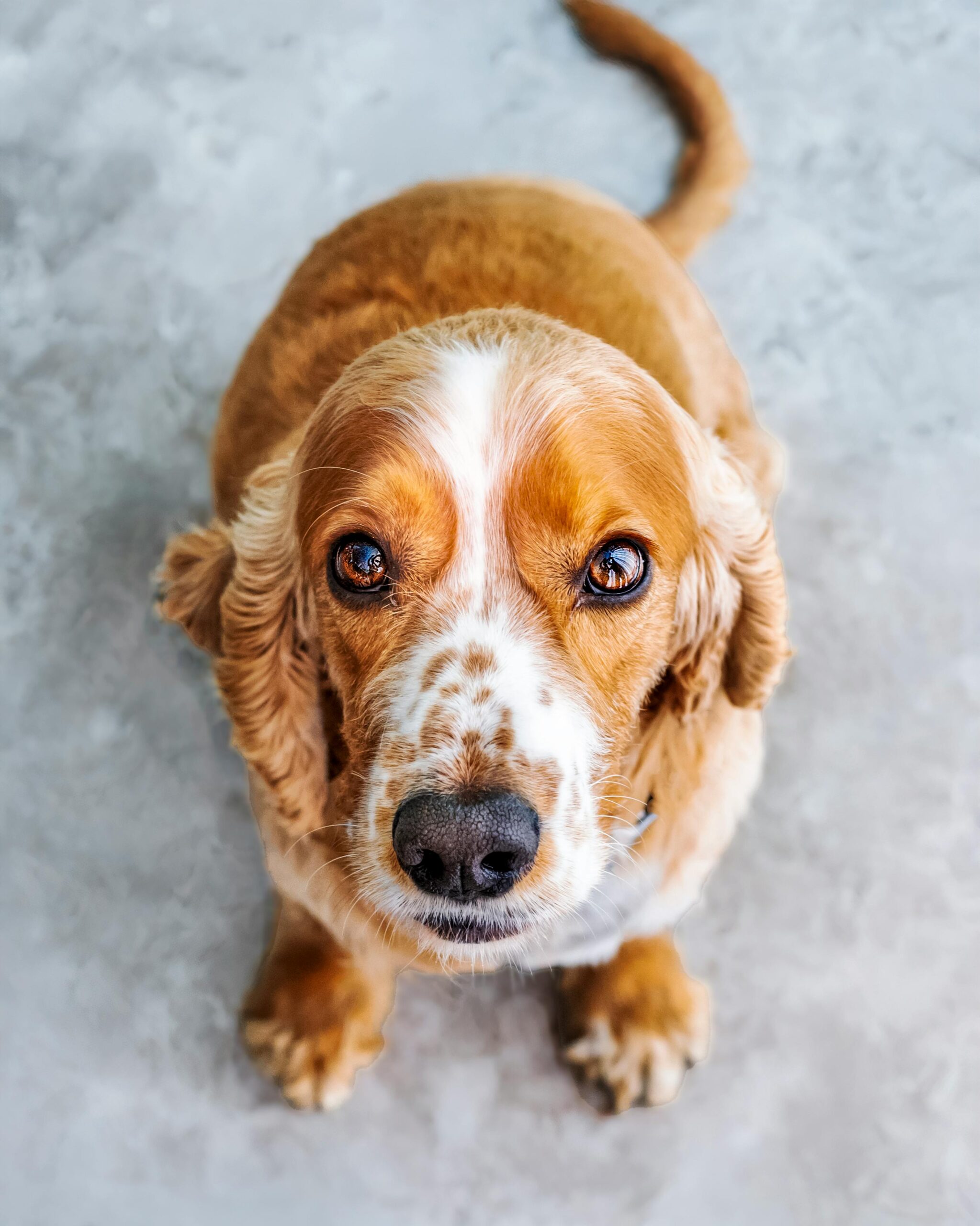 Why Create a Pet Trust?