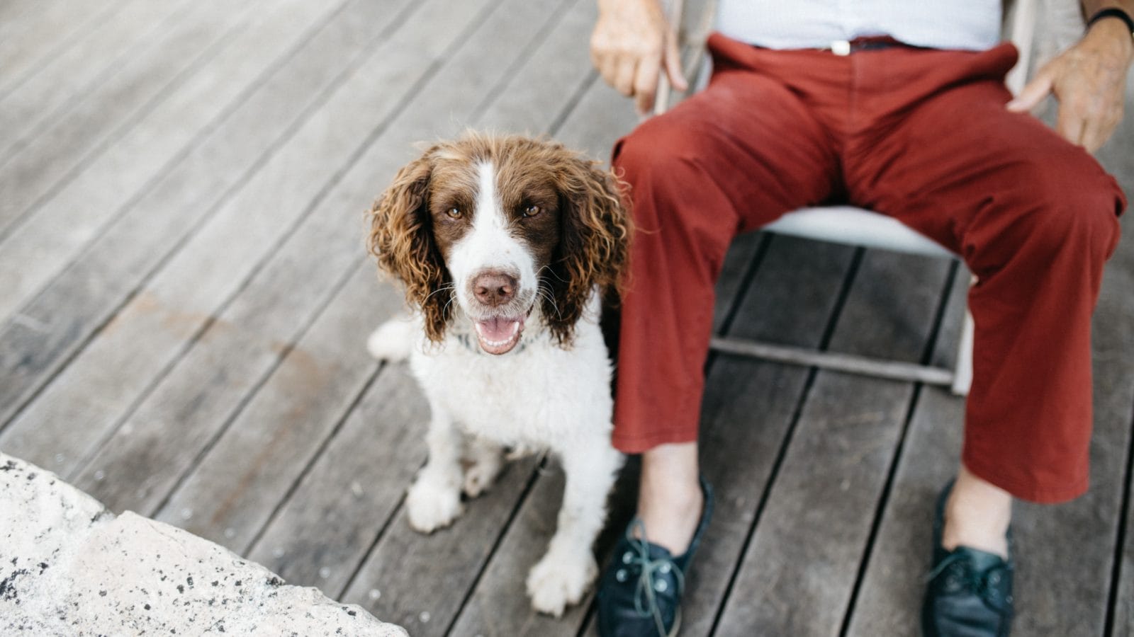 Does Your Estate Plan Include Your Pets? | Werner Law Firm